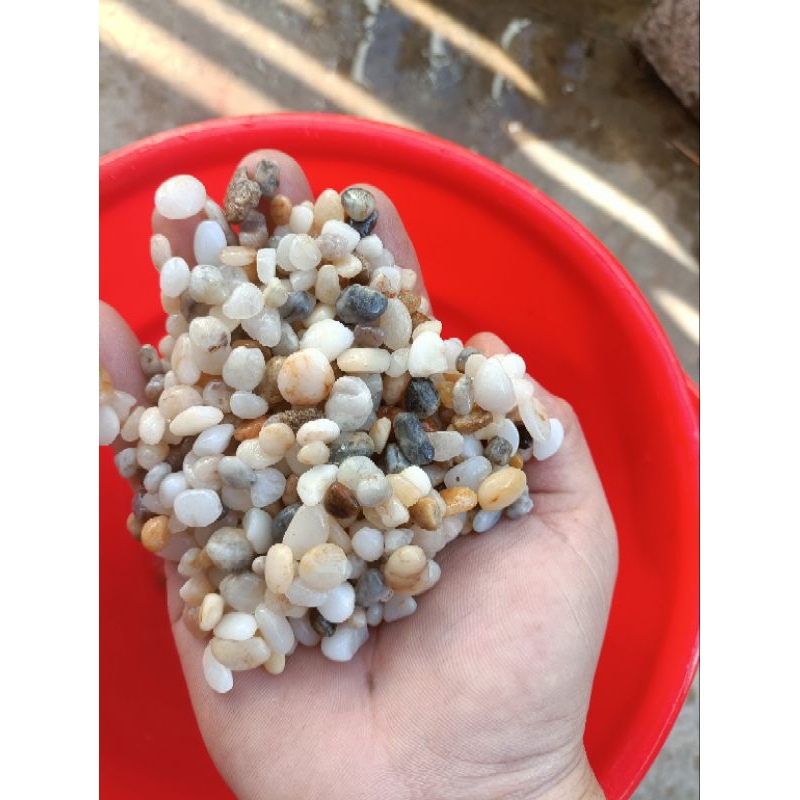 Sỏi biển trải nền, trang trí bể thủy sinh, bể cá
