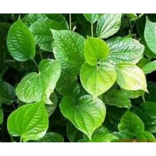 Lá Lốt khô 1 Ký ( hàng thơm, sạch, mới)