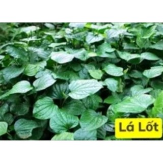 Lá Lốt khô 1 Ký ( hàng thơm, sạch, mới)