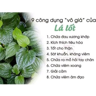 Lá Lốt khô 1 Ký ( hàng thơm, sạch, mới)