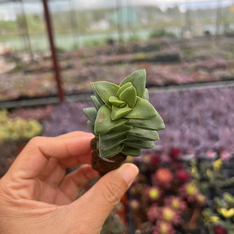 cây sen đá Crassula springtime size mini 2-2,5cm, cây cảnh trang trí nhà cửa THUANPHAT GARDEN