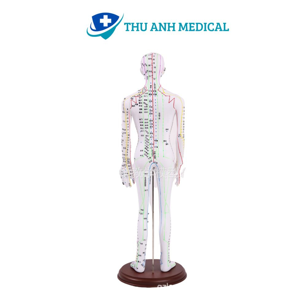 MÔ HÌNH MÔ TẢ ĐƯỜNG KINH VÀ HUYỆT VỊ CƠ THỂ NGƯỜI- MÔ HÌNH CHÂM CỨU- MÔ HÌNH Y KHOA