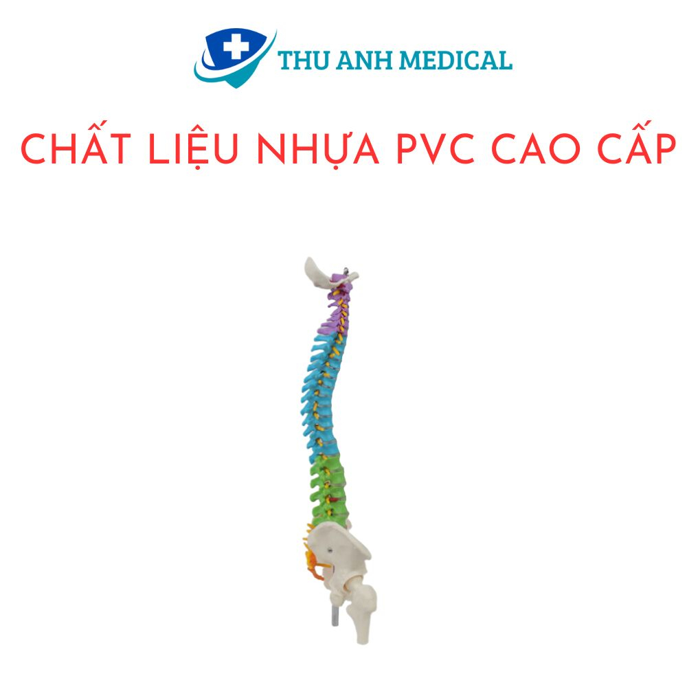 MÔ HÌNH GIẢI PHẪU XƯƠNG CỘT SỐNG 45CM - MÔ HÌNH CỘT SỐNG 45 CM CHIA MÀU
