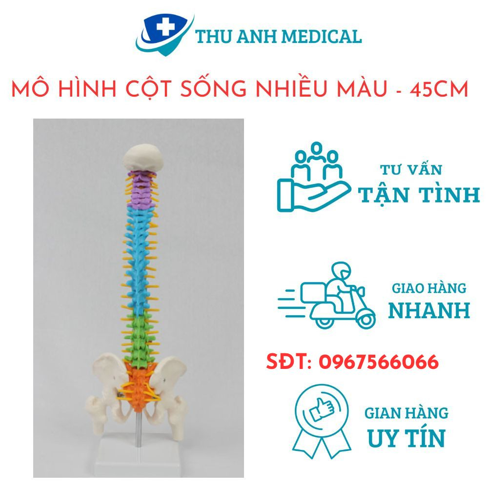 MÔ HÌNH GIẢI PHẪU XƯƠNG CỘT SỐNG 45CM - MÔ HÌNH CỘT SỐNG 45 CM CHIA MÀU