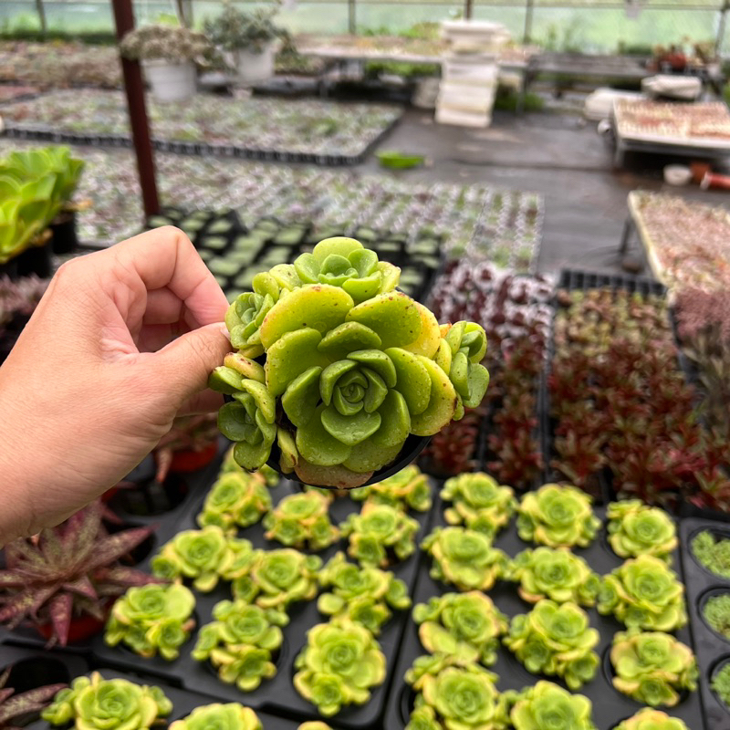 Cây sen đá Đoá Hồng Lily Aoenium lily pad size nhở 5-6cm, cây cảnh trang trí nhà cửa THUANPHAT GARDEN