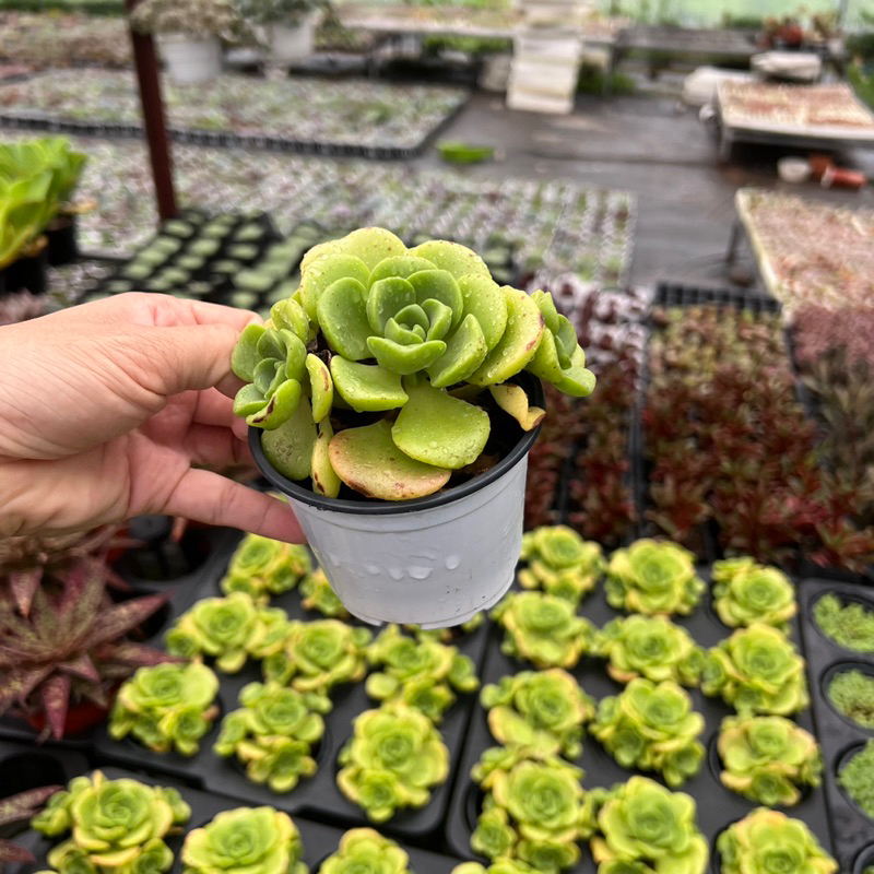 Cây sen đá Đoá Hồng Lily Aoenium lily pad size nhở 5-6cm, cây cảnh trang trí nhà cửa THUANPHAT GARDEN