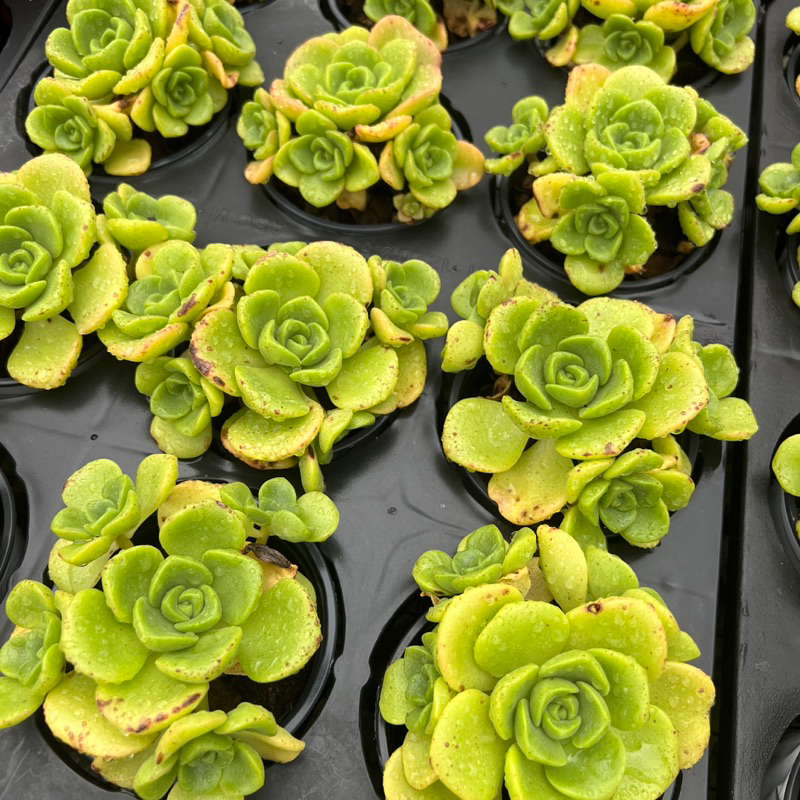 Cây sen đá Đoá Hồng Lily Aoenium lily pad size nhở 5-6cm, cây cảnh trang trí nhà cửa THUANPHAT GARDEN