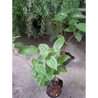 Cây hoa mua rừng dễ trồng( gửi cây hình 2)