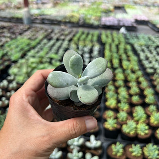 Cây sen đá sỏi bạch tuyết cotyledon orbiculata cv size bầu 3-4cm, cây cảnh trang trí nhà cửa thuanphat garden