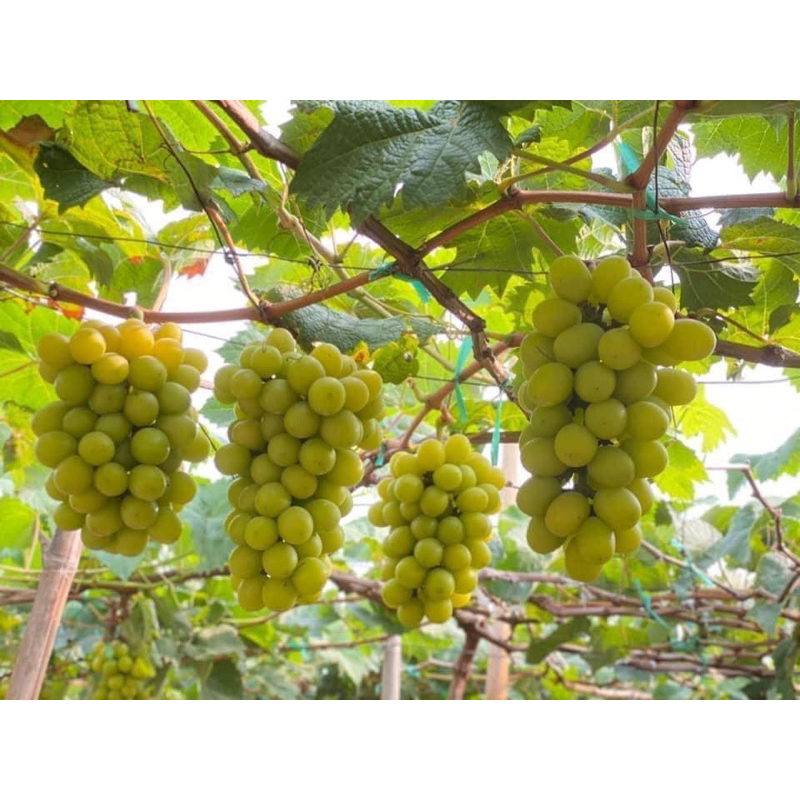 nho giống ninh thuận- nho mẫu đơn nho sữa hàn quốc