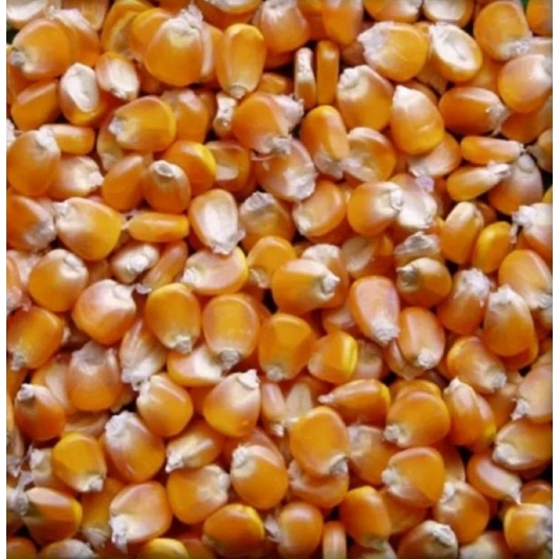 5 Ký Ngô  Hạt  Nguyên Hạt sấy Khô dùng làm thức ăn cho vật nuôi, gà vịt, chim cảnh