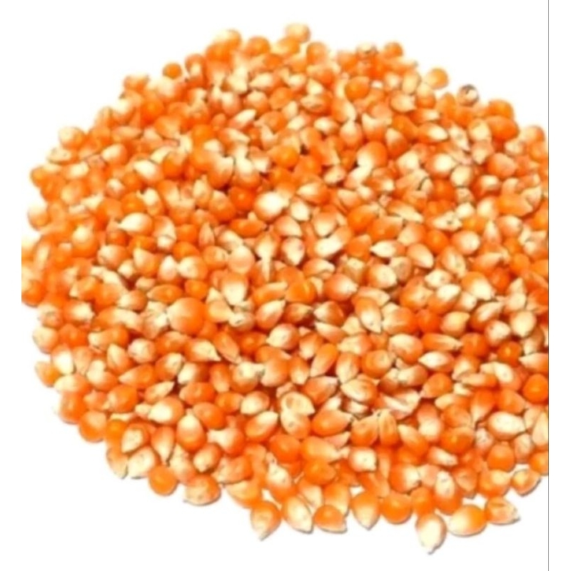 5 Ký Ngô  Hạt  Nguyên Hạt sấy Khô dùng làm thức ăn cho vật nuôi, gà vịt, chim cảnh