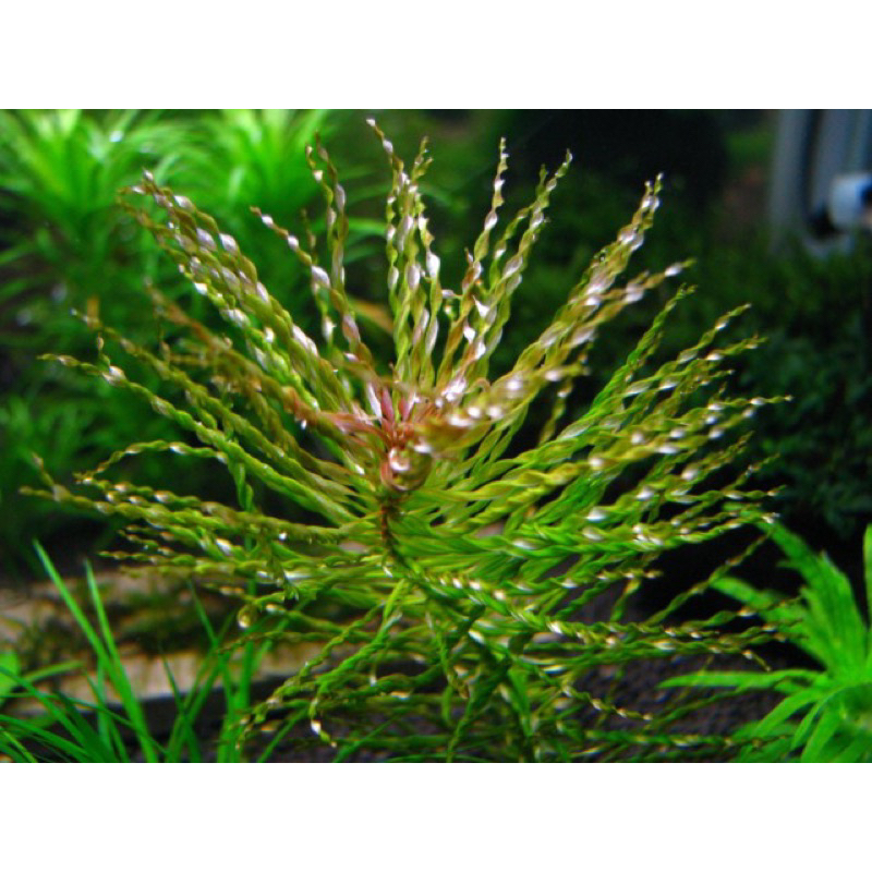 HOÀNG THÁI DƯƠNG LÁ XOẮN THỦY SINH-20K/15 NGỌN