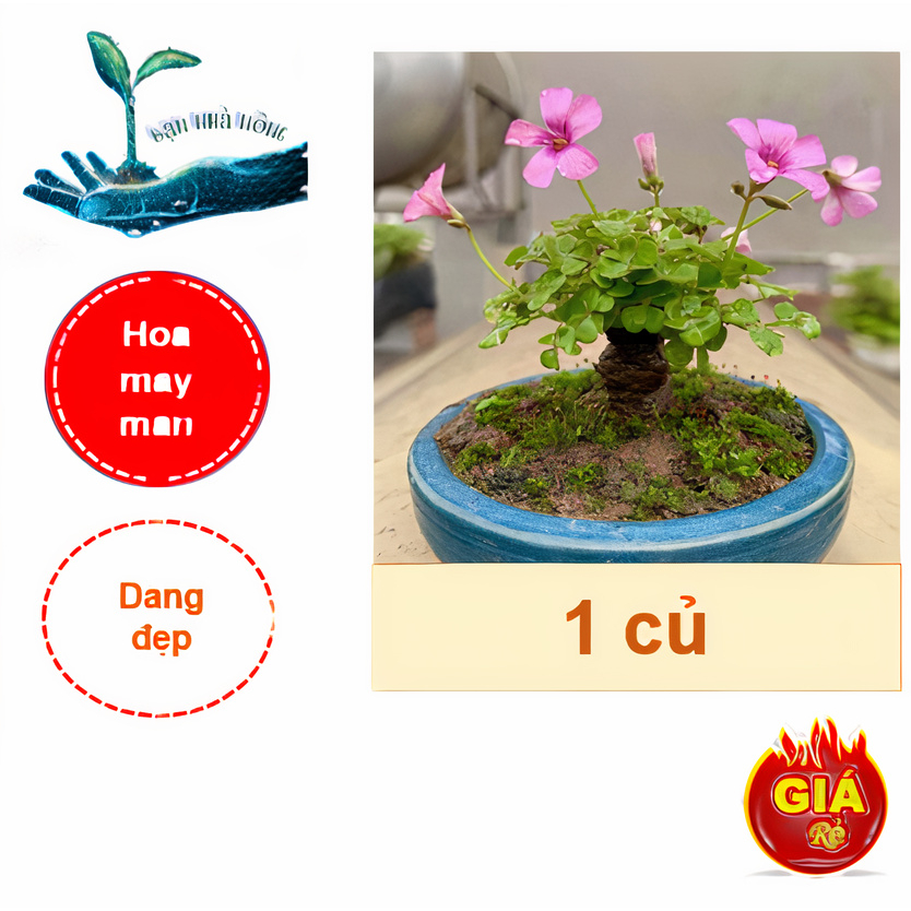 Củ giống cây cỏ ba lá ( Me Đất - 1 củ to ) - Cây cỏ may mắn, Bonsai - Dễ trồng, Hoa đẹp