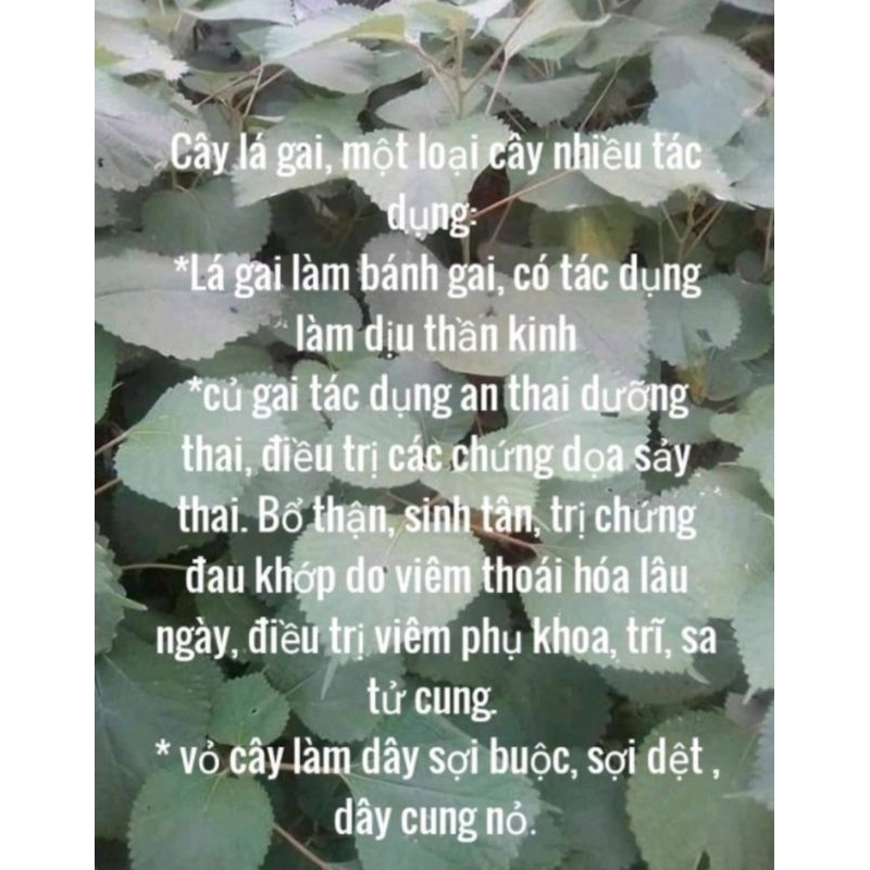 Lá Gai Khô, làm bánh gai bánh ít, 1 ký