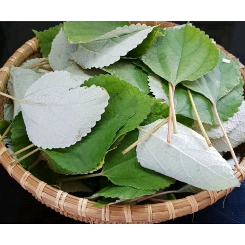 Lá Gai Khô, làm bánh gai bánh ít, 1 ký