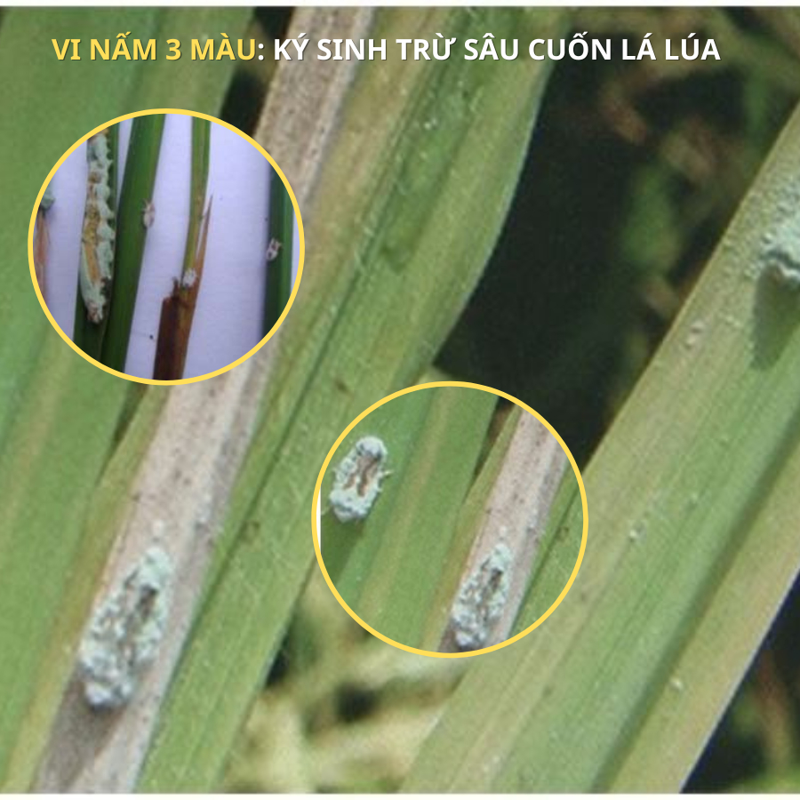 2Kg BTMET: NẤM 3 MÀU Trừ Sâu Rầy Rệp Sáp, Sùng Đất Sinh Học , Không Cần Cách Ly Bột Hòa Tan