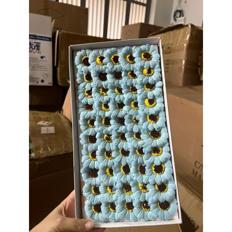 Hoa sáp cúc hoạ mi