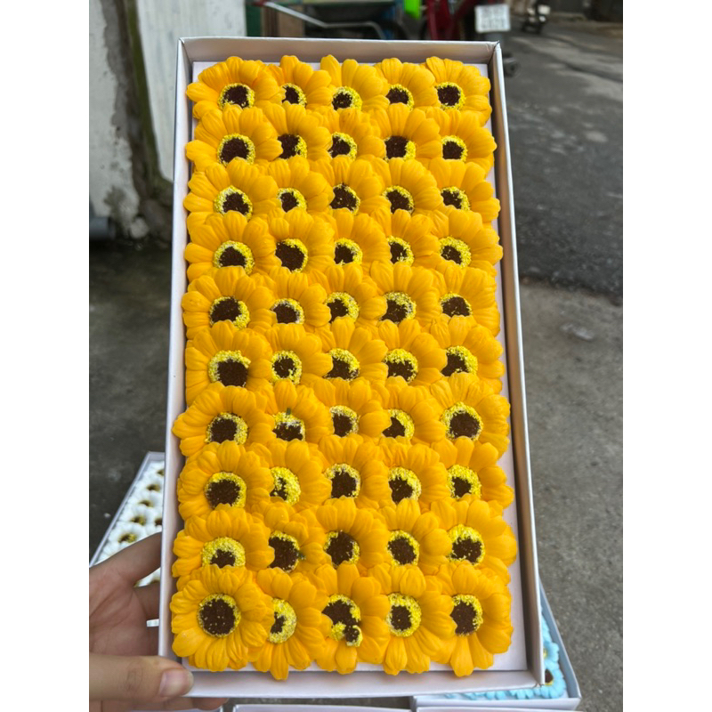 Hoa sáp cúc hoạ mi