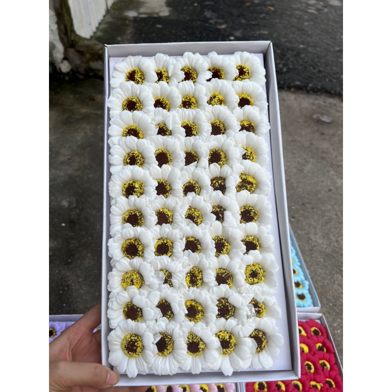 Hoa sáp cúc hoạ mi