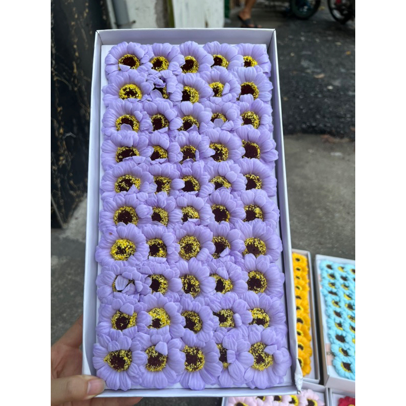 Hoa sáp cúc hoạ mi