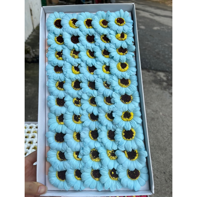 Hoa sáp cúc hoạ mi