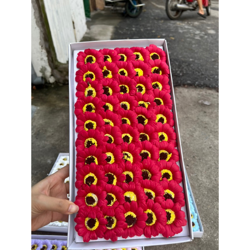 Hoa sáp cúc hoạ mi