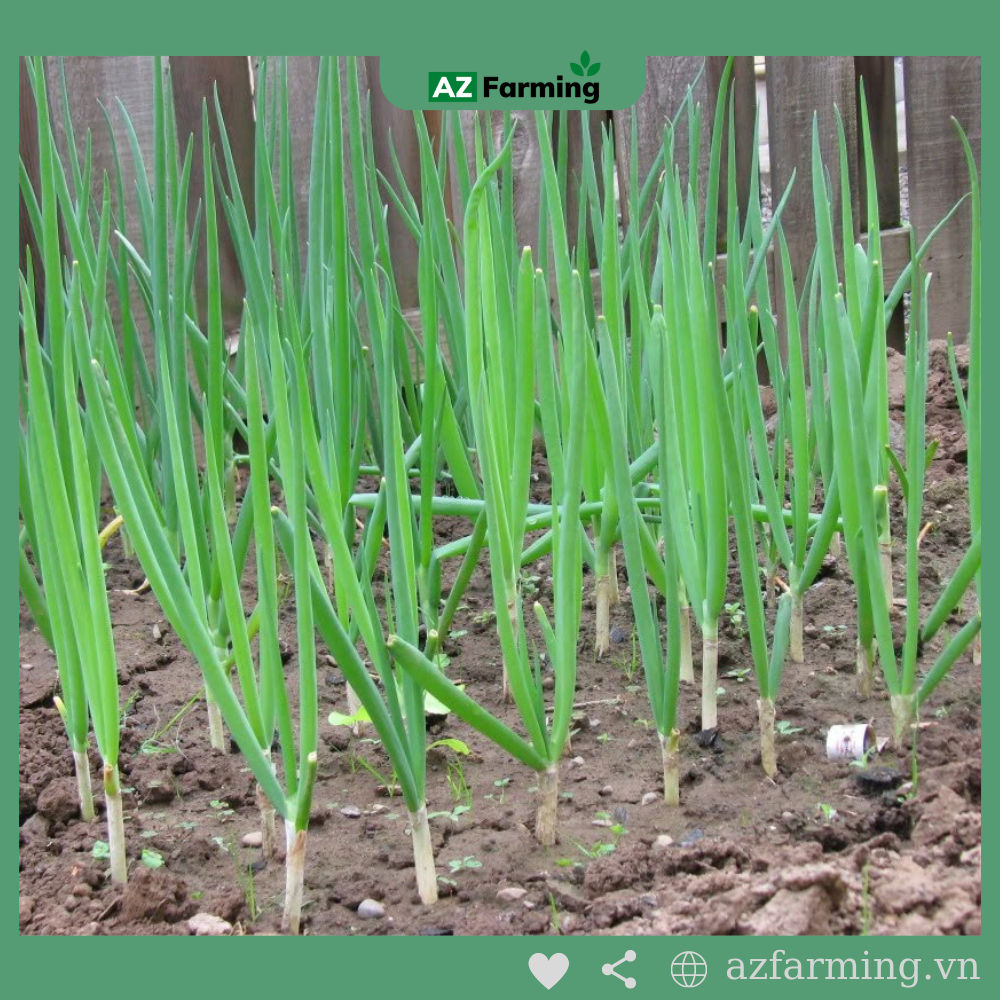 Hạt Giống Hành Lá - gói 1000 Hạt - AZ Farming