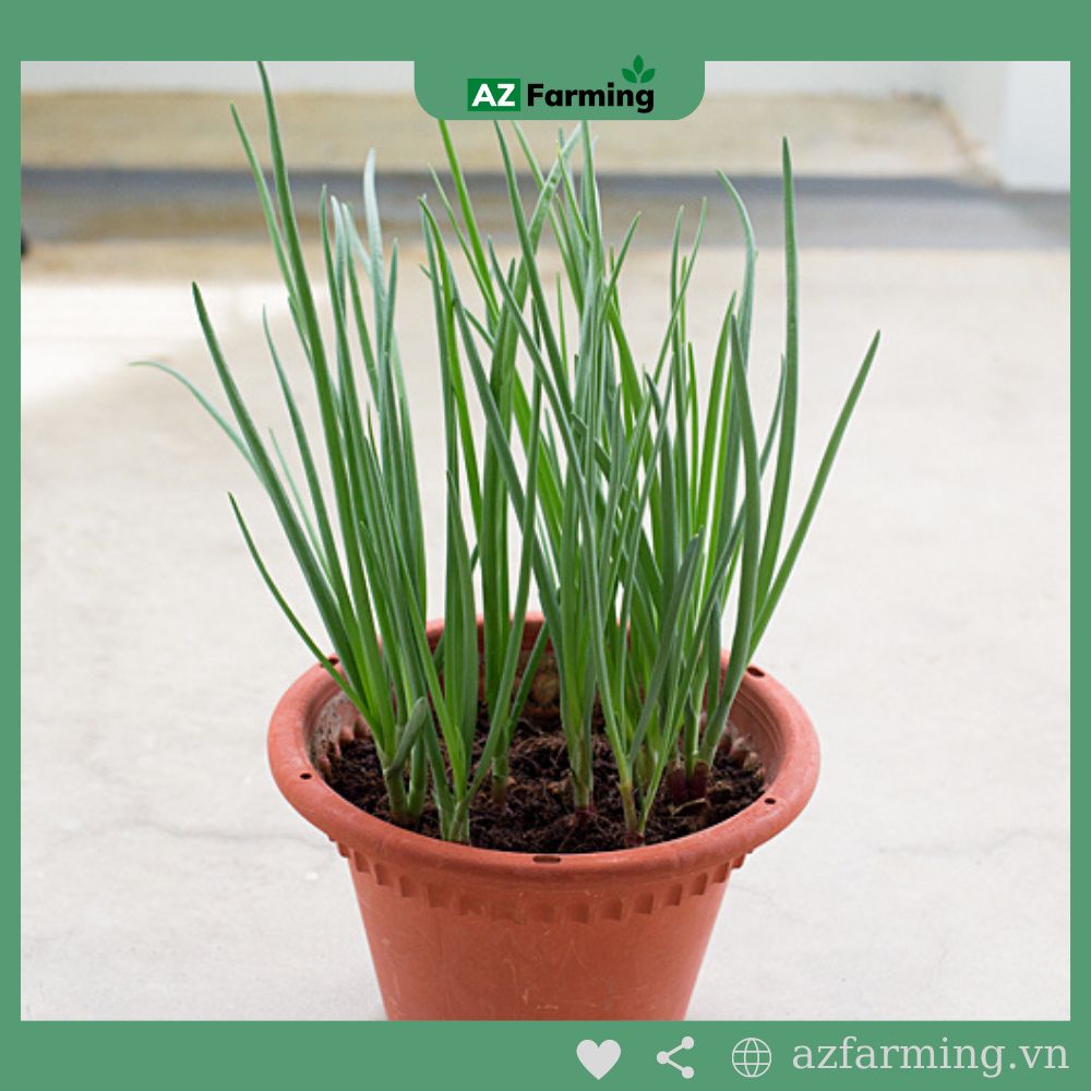 Hạt Giống Hành Lá - gói 1000 Hạt - AZ Farming