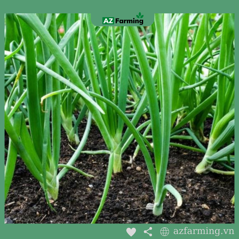 Hạt Giống Hành Lá - gói 1000 Hạt - AZ Farming