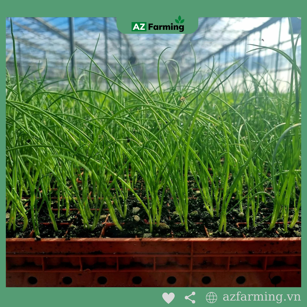 Hạt Giống Hành Lá - gói 1000 Hạt - AZ Farming