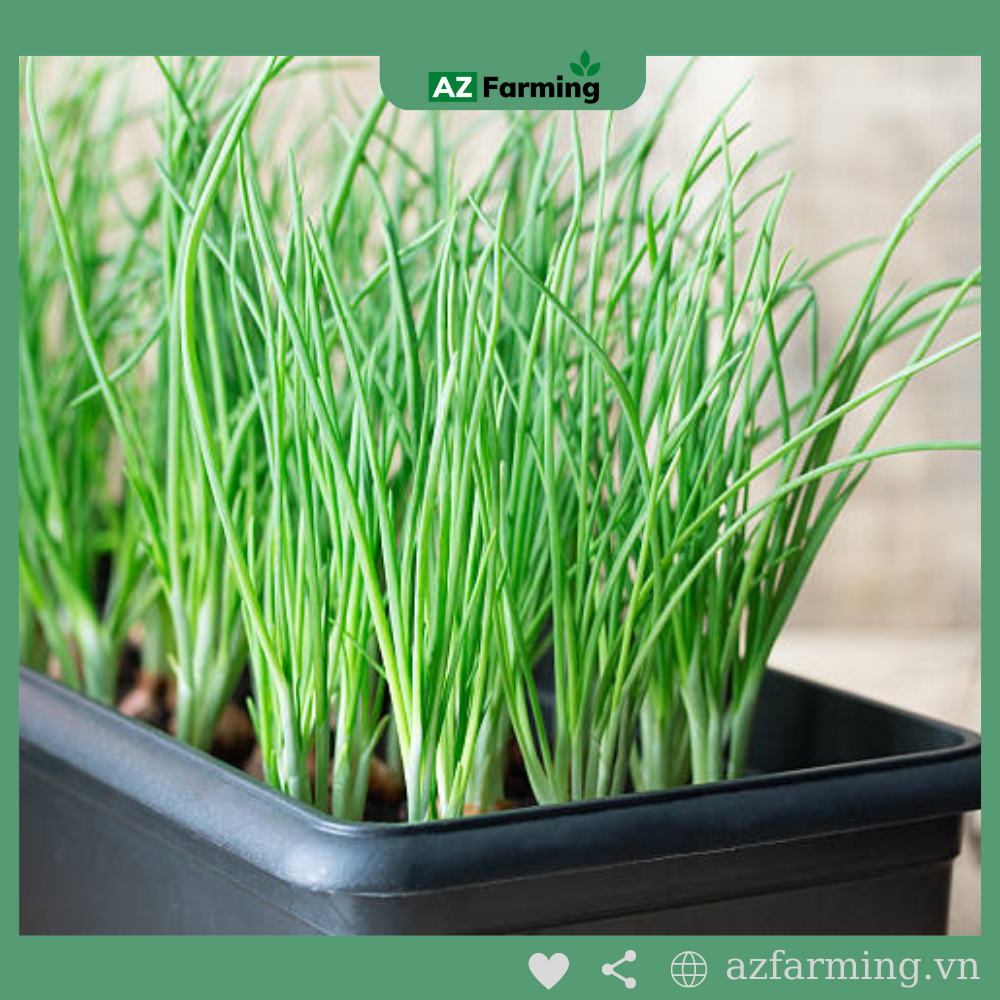 Hạt Giống Hành Lá - gói 1000 Hạt - AZ Farming
