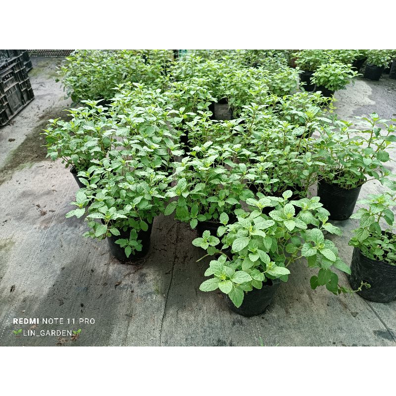 Chậu Bạc hà nhật - japanmint