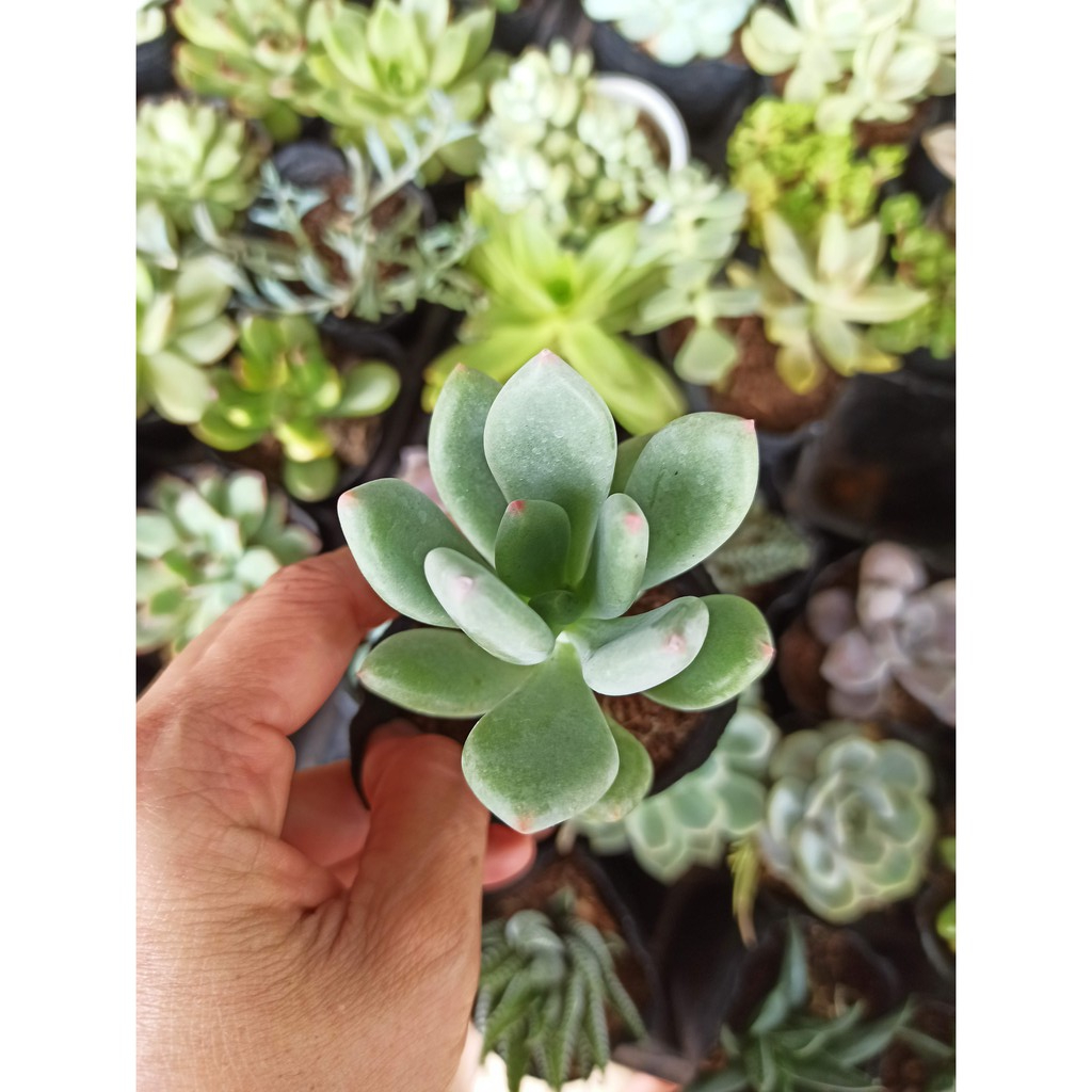 Sen đá sỏi xanh ngọn hồng