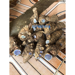 Giá sỉ 1kg Nghệ đen tươi và khô chuẩn hàng chọn L1 củ già .