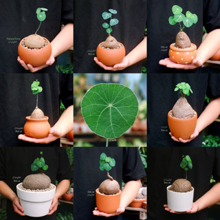 Củ bình vôi Thái - Stephania Erecta