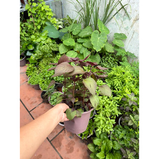 Chậu cây rau tía tô