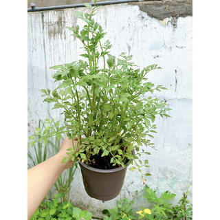 Chậu cây rau cần nước