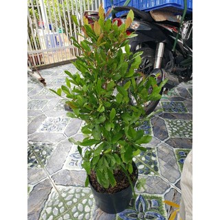 thần kỳ 3-4-5 tuổi(đang trái và hoa)tặng kèm phân bón)