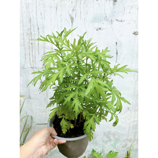 Chậu cây ngãi cứu