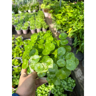 Cây rau má thái ( rau má kiểng, rau má lá sen, cỏ đồng xu)