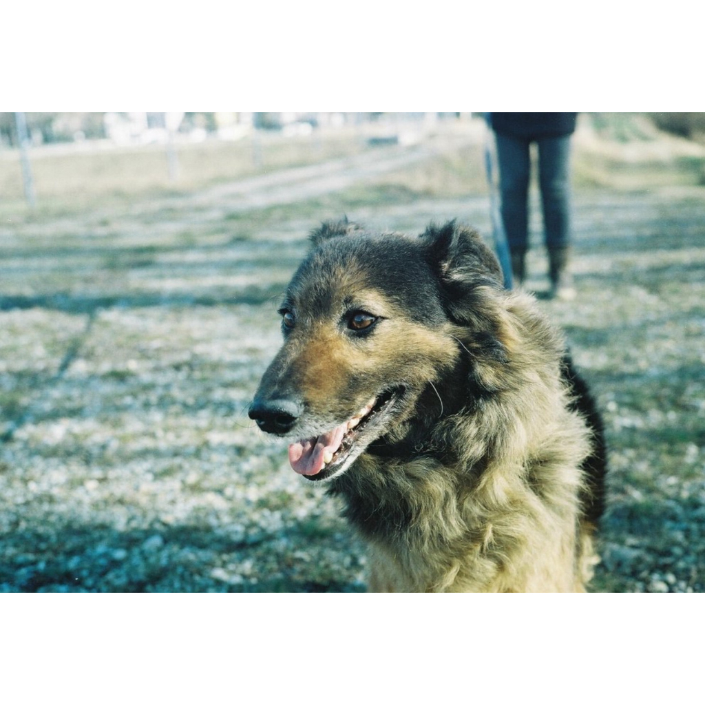 Phim KONO! Monsoon ISO 200, Màu Color, 135/35mm x 36 Kiểu, In Date Cho Máy Chụp Ảnh Film - LIIQ Flash