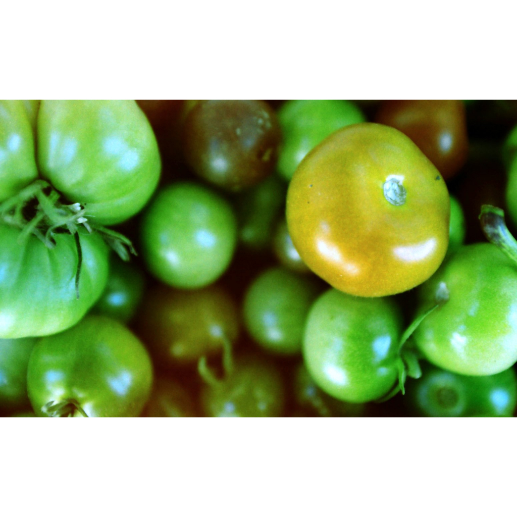 Phim KONO! Monsoon ISO 200, Màu Color, 135/35mm x 36 Kiểu, In Date Cho Máy Chụp Ảnh Film - LIIQ Flash