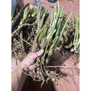 thiên niên kiện (chuẩn giống sống 100 %)