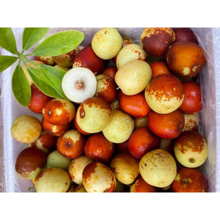 táo tàu tưoi ( hồng táo ) 500gr