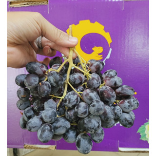 1Kg nho đen Úc
