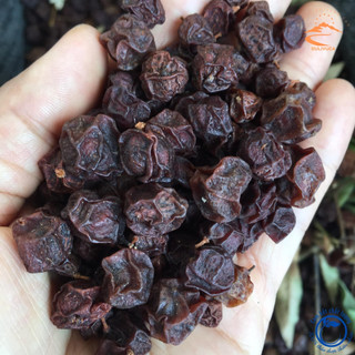Hạt mắc mật, quả mắc mật khô Lạng Sơn 1kg lᴏại 1. Gia vị hạt mắc mật mác mật quả móc mật thảo quả mắc khén hạt dổi nếp
