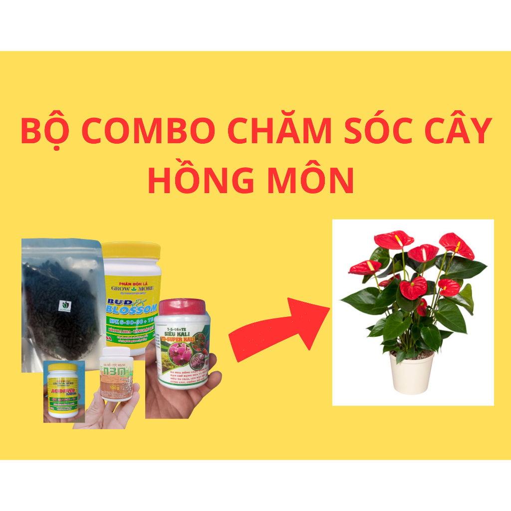 Bộ combo chăm sóc cây hồng môn