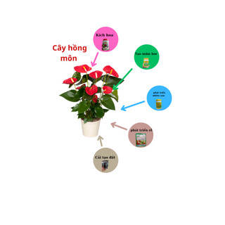 Bộ combo chăm sóc cây hồng môn