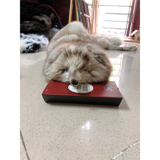 Khăn lông chồn thật nguyên con